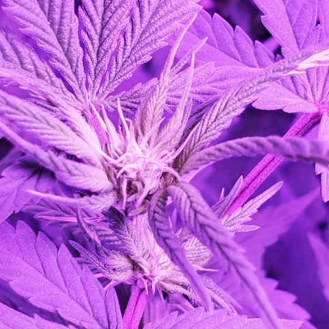 Gelato #1 growlog timeline photo