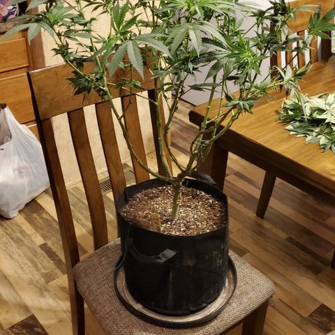 Gelato #1 growlog timeline photo