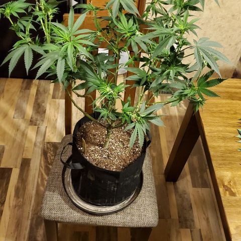 Gelato #1 growlog timeline photo