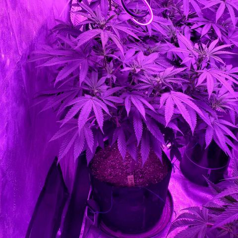 Gelato #1 growlog timeline photo