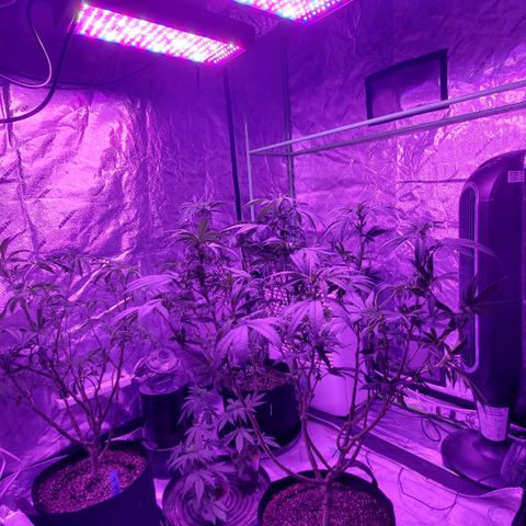 Gelato #1 growlog timeline photo