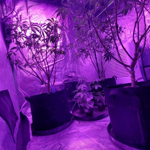 Gelato #1 growlog timeline photo