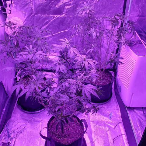 Gelato #1 growlog timeline photo