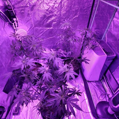 Gelato #1 growlog timeline photo