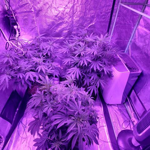 Gelato #1 growlog timeline photo