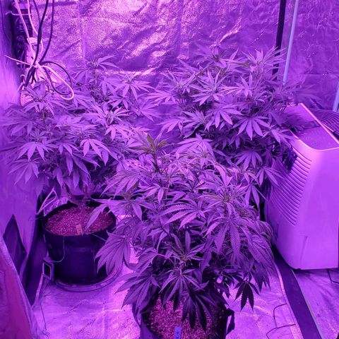 Gelato #1 growlog timeline photo