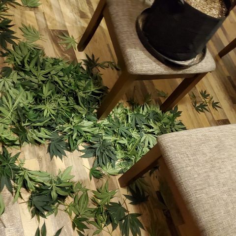 Gelato #1 growlog timeline photo