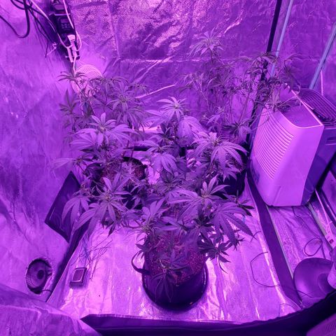 Gelato #1 growlog timeline photo