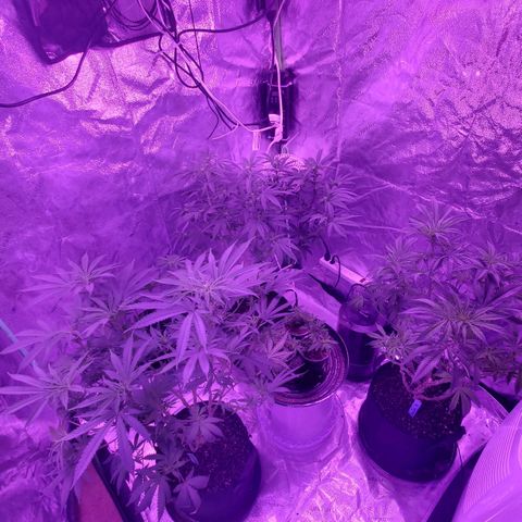 Gelato #1 growlog timeline photo