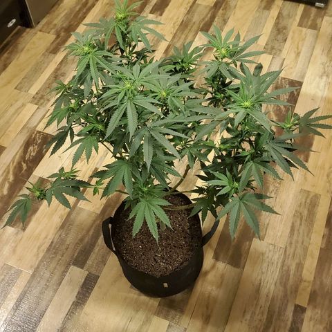 Gelato #1 growlog timeline photo