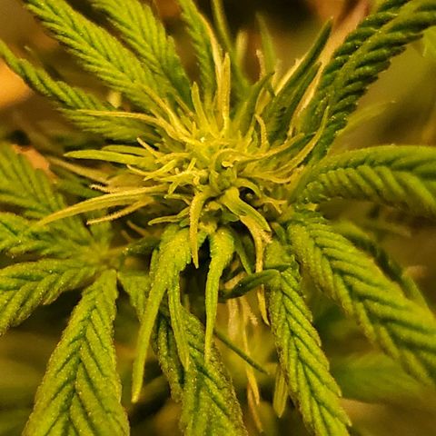 Gelato #1 growlog timeline photo