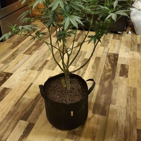 Gelato #1 growlog timeline photo