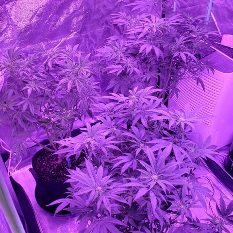 Gelato #1 growlog timeline photo