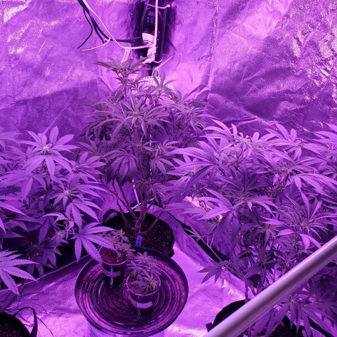 Gelato #1 growlog timeline photo