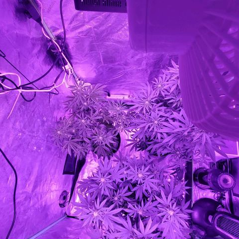Gelato #1 growlog timeline photo