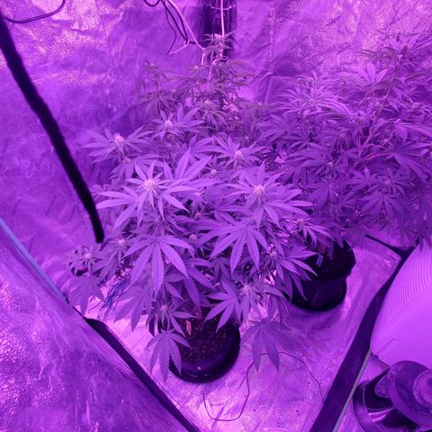 Gelato #1 growlog timeline photo