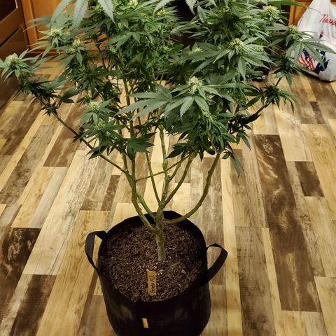 Gelato #1 growlog timeline photo