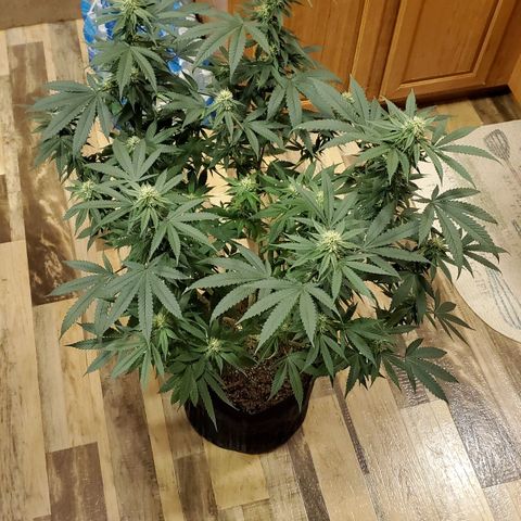 Gelato #1 growlog timeline photo