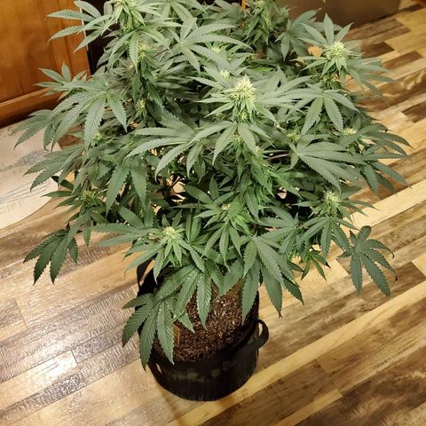 Gelato #1 growlog timeline photo