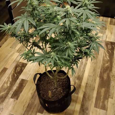 Gelato #1 growlog timeline photo