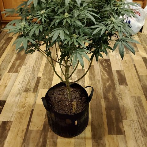 Gelato #1 growlog timeline photo