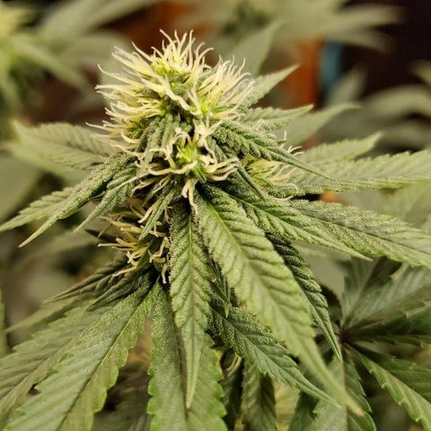 Gelato #1 growlog timeline photo