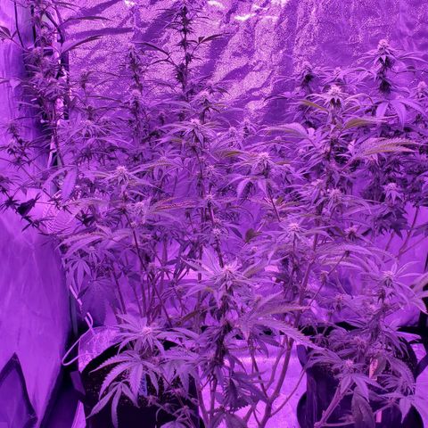 Gelato #1 growlog timeline photo