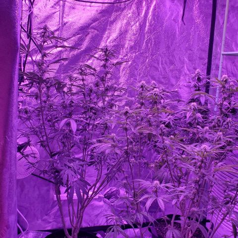 Gelato #1 growlog timeline photo