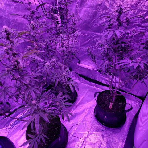 Gelato #1 growlog timeline photo