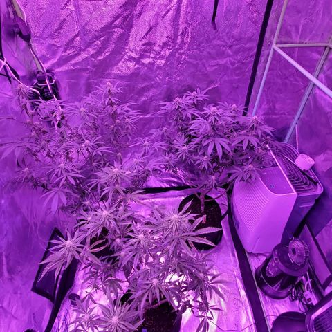 Gelato #1 growlog timeline photo