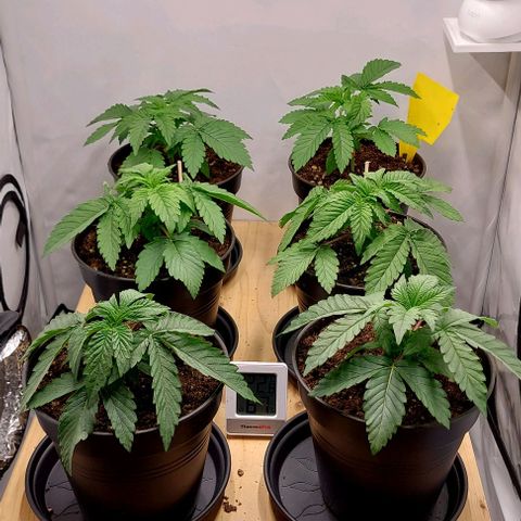 Northern Light 1 growlog timeline photo