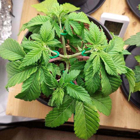 Northern Light 1 growlog timeline photo