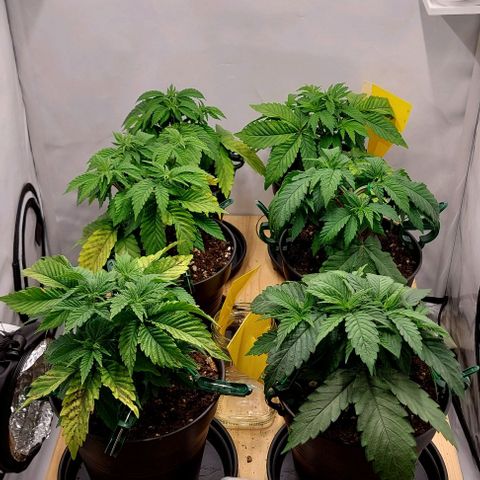 Northern Light 1 growlog timeline photo