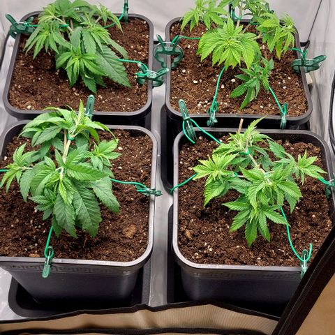 Northern Light 1 growlog timeline photo