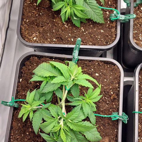 Northern Light 1 growlog timeline photo