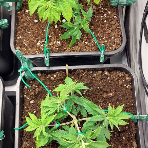Super Skunk 1 growlog timeline photo