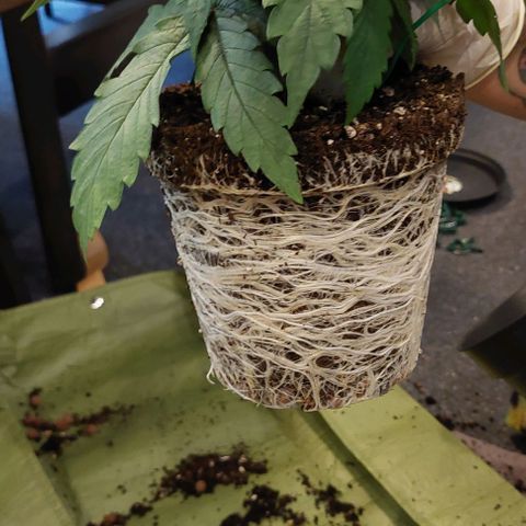 Northern Light 1 growlog timeline photo