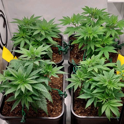 Northern Light 1 growlog timeline photo