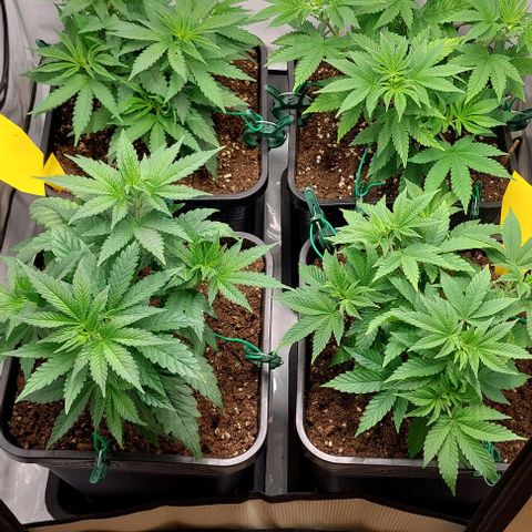 Northern Light 1 growlog timeline photo