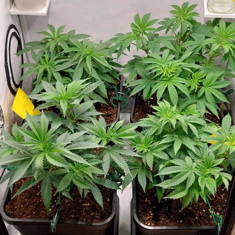 Northern Light 1 growlog timeline photo