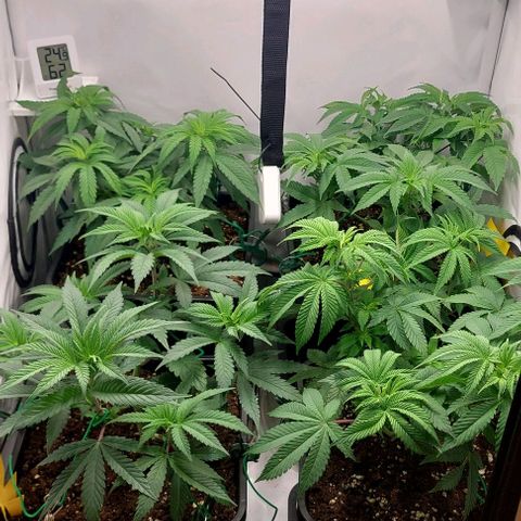 Northern Light 1 growlog timeline photo
