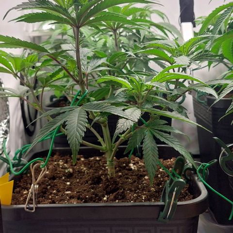 Northern Light 1 growlog timeline photo