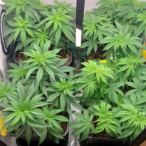 Northern Light 1 growlog timeline photo