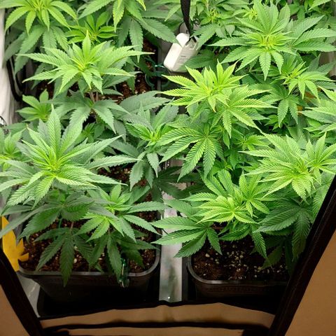 Northern Light 1 growlog timeline photo