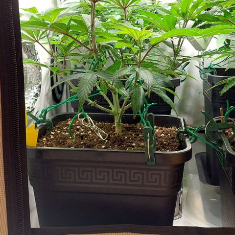 Northern Light 1 growlog timeline photo