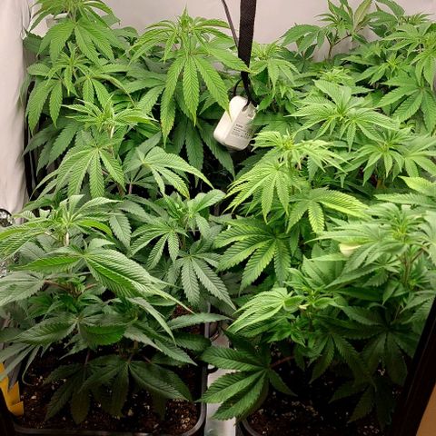 Northern Light 1 growlog timeline photo