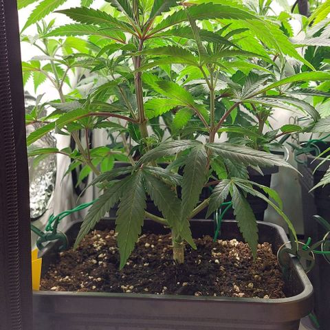 Northern Light 1 growlog timeline photo