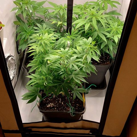 Northern Light 1 growlog timeline photo