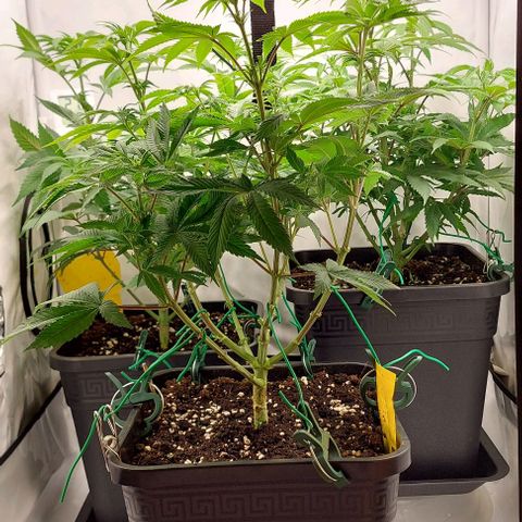 Northern Light 1 growlog timeline photo