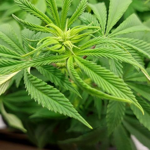 Super Skunk 1 growlog timeline photo